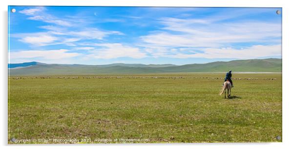 A female mongolian herder, herding cattle on the grassland by horse Acrylic by SnapT Photography
