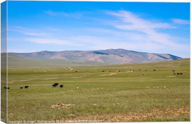Cattle grazing on a Mongolian grassland steppe Canvas Print by SnapT Photography