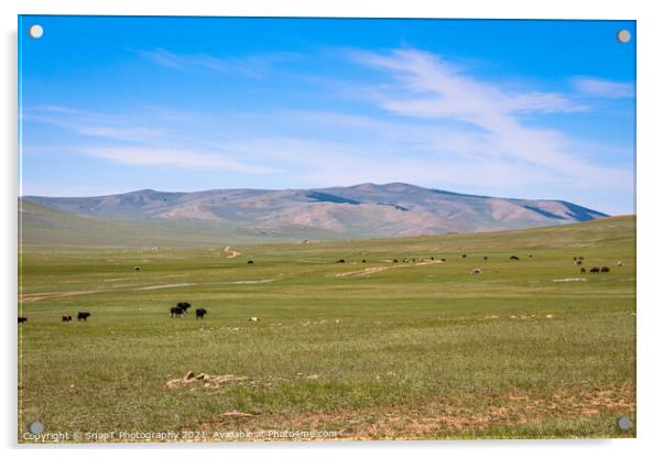 Cattle grazing on a Mongolian grassland steppe Acrylic by SnapT Photography