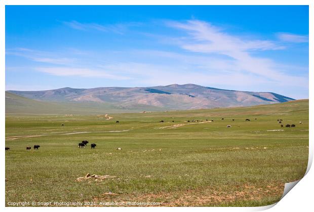 Cattle grazing on a Mongolian grassland steppe Print by SnapT Photography