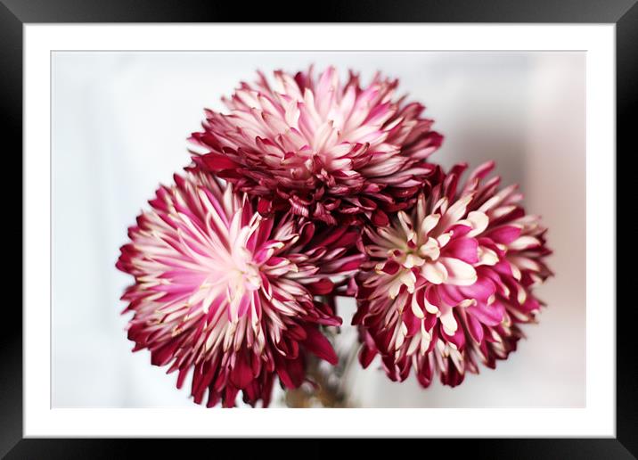 Bunch of Dahlias Framed Mounted Print by Chris Turner