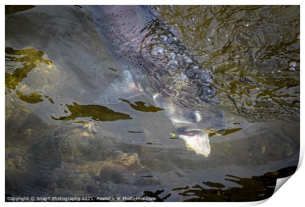 A close up of a Taimen (trout) fish grabbing a fly or lure Print by SnapT Photography