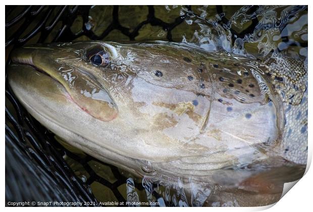 A close up of the head of a Taimen fish, the largest salmon species Print by SnapT Photography