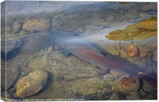 A large taimen trout sitting in a shallow river in Mongolia Canvas Print by SnapT Photography