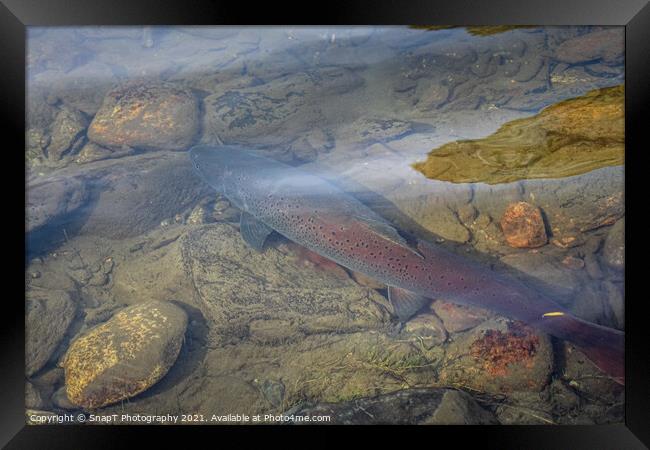 A large taimen trout sitting in a shallow river in Mongolia Framed Print by SnapT Photography