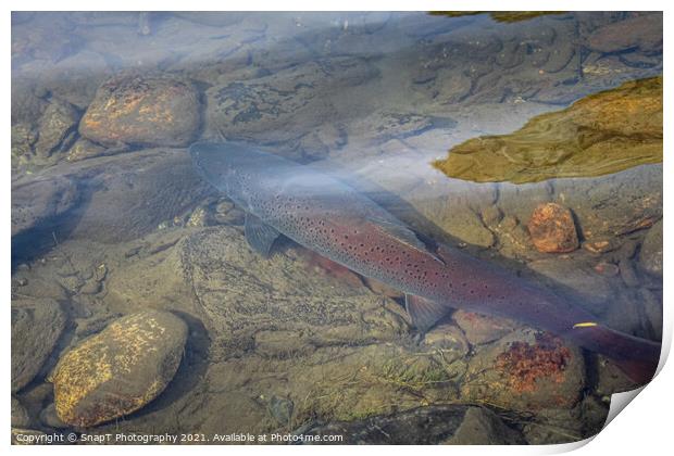 A large taimen trout sitting in a shallow river in Mongolia Print by SnapT Photography