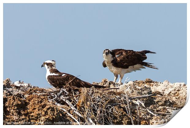 Two Ospreys Building A Nest Print by Steve de Roeck