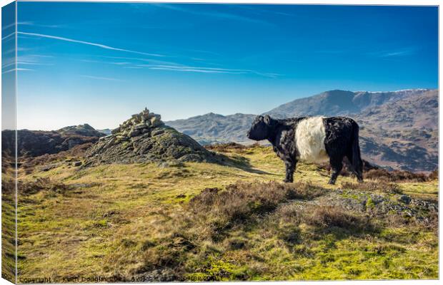 Belted Galloway Cow on Holme Fell Canvas Print by Keith Douglas