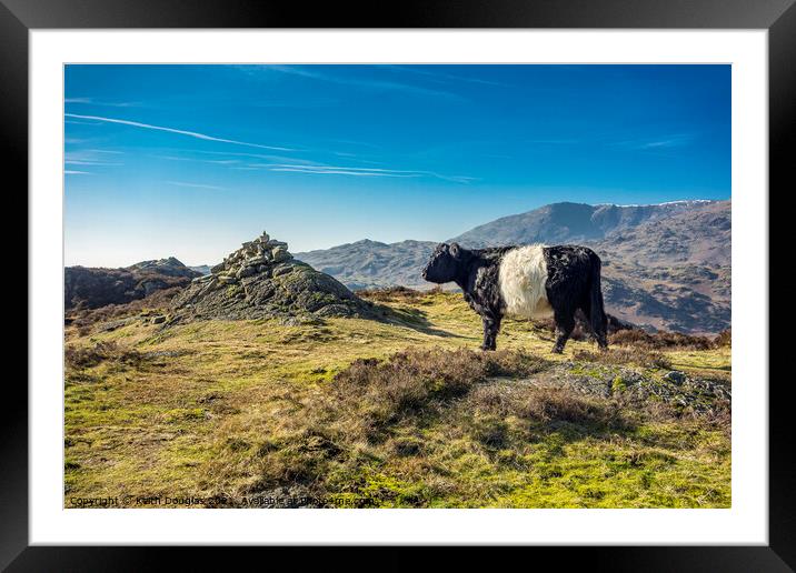 Belted Galloway Cow on Holme Fell Framed Mounted Print by Keith Douglas