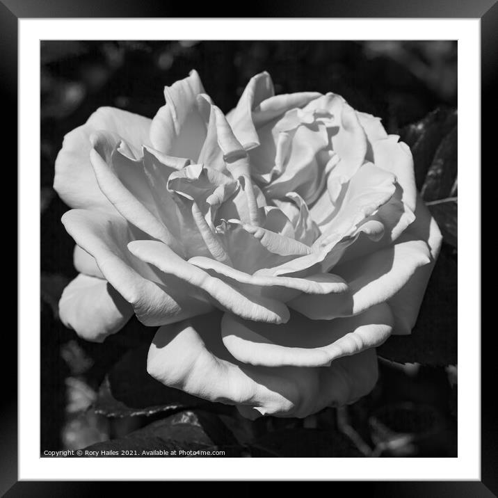 Monochrome Rose Framed Mounted Print by Rory Hailes