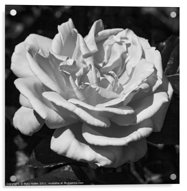 Monochrome Rose Acrylic by Rory Hailes