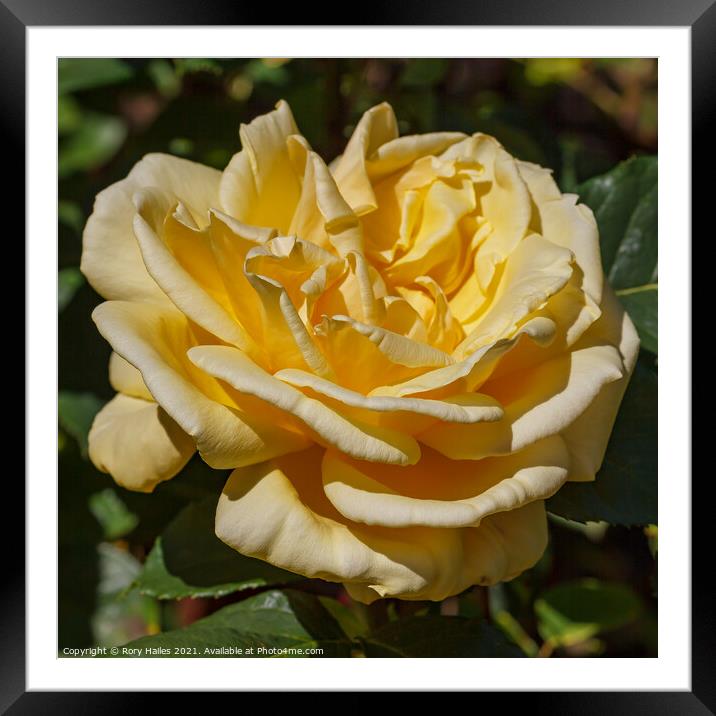 Yellow Rose Framed Mounted Print by Rory Hailes