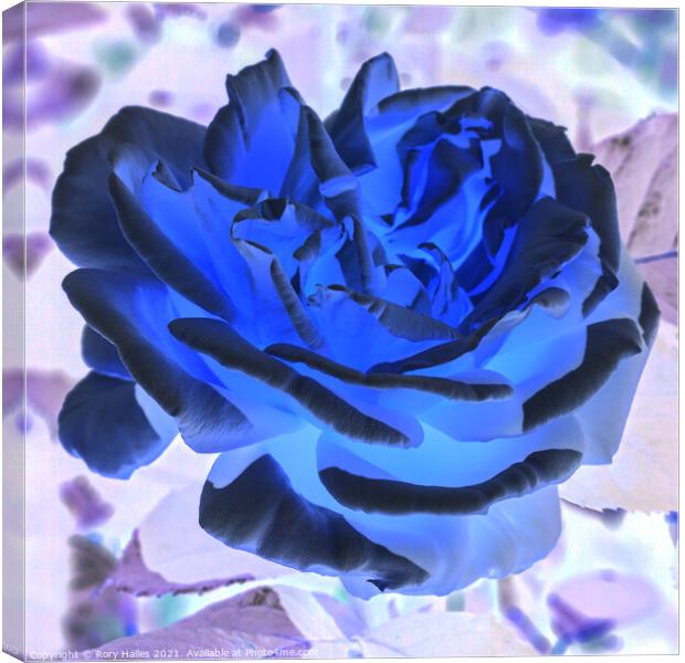 Blue Rose Canvas Print by Rory Hailes