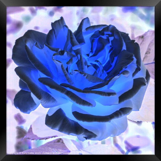 Blue Rose Framed Print by Rory Hailes