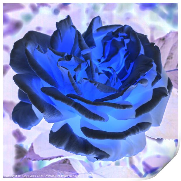 Blue Rose Print by Rory Hailes