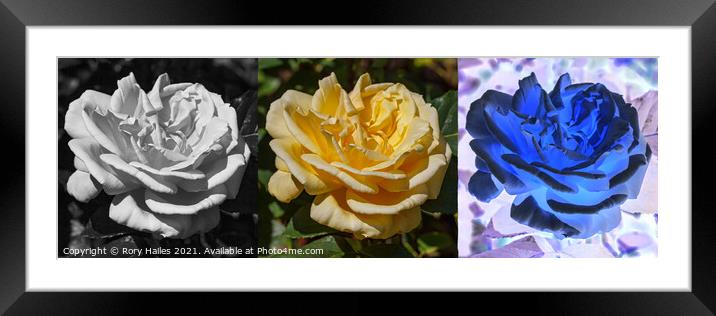 The three roses Framed Mounted Print by Rory Hailes