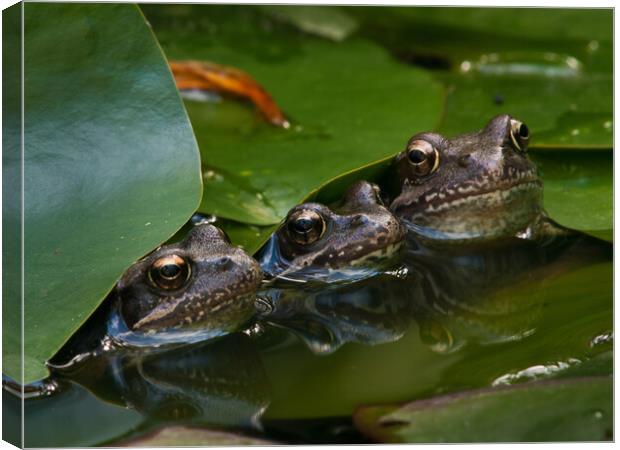 Frog family Canvas Print by David Hall