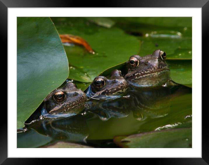 Frog family Framed Mounted Print by David Hall