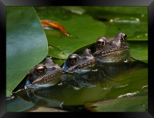 Frog family Framed Print by David Hall