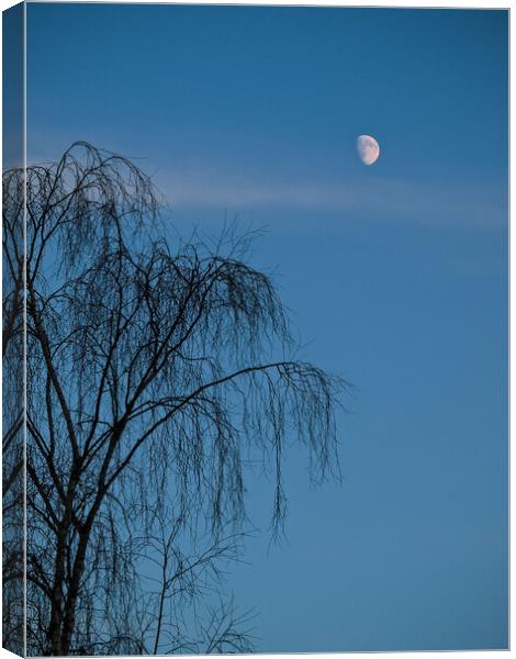 A tree in front of a blue sky Canvas Print by David Hall