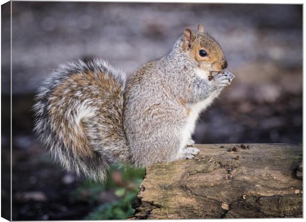 Belfairs squirrel eating. Canvas Print by David Hall