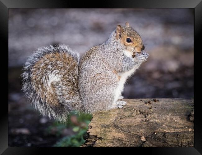 Belfairs squirrel eating. Framed Print by David Hall