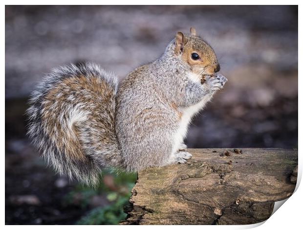 Belfairs squirrel eating. Print by David Hall
