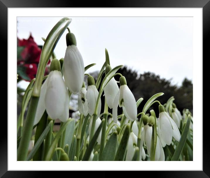 Snowdrops Framed Mounted Print by Mark Chesters