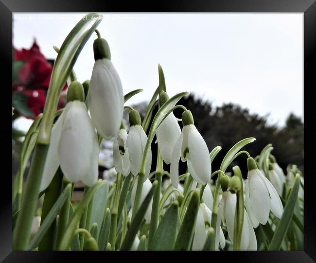 Snowdrops Framed Print by Mark Chesters