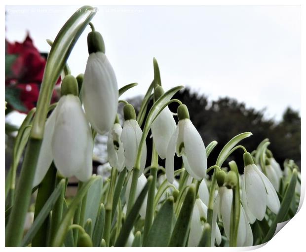 Snowdrops Print by Mark Chesters