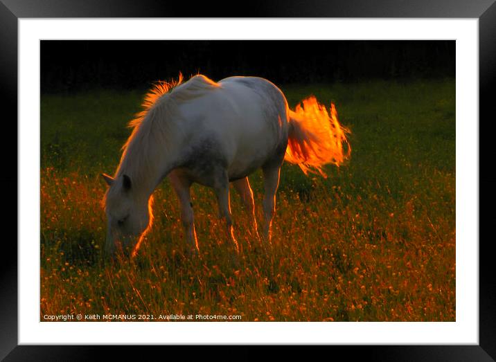 Sun setting on horse in a field Framed Mounted Print by Keith McManus