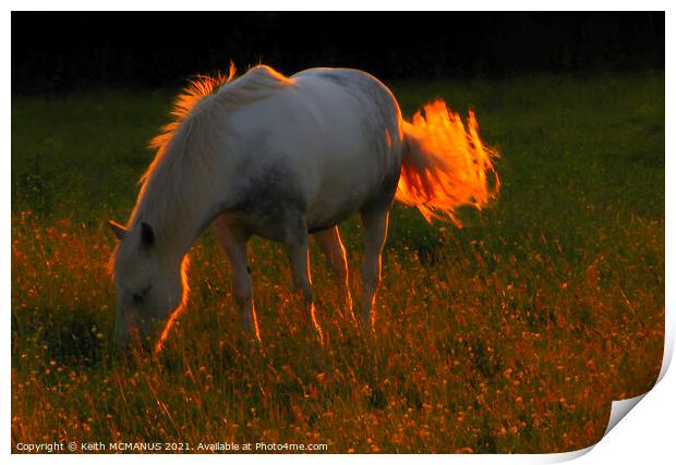 Sun setting on horse in a field Print by Keith McManus