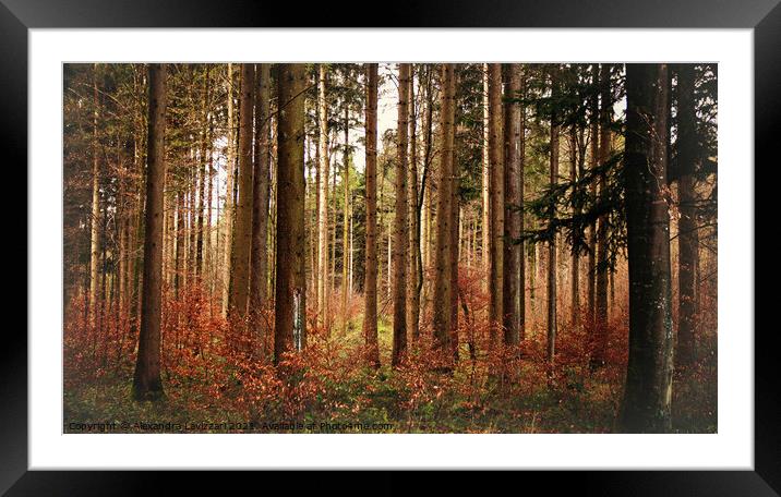 Into The Woods Framed Mounted Print by Alexandra Lavizzari
