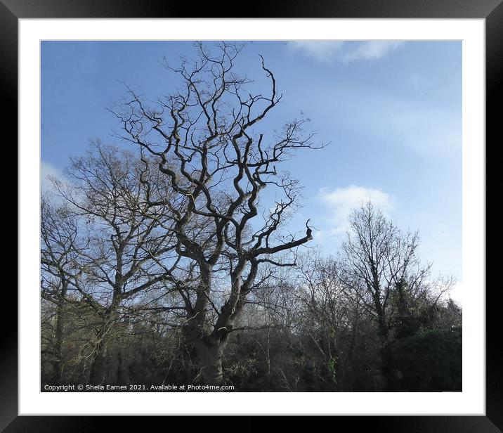 The Twisted Oak Tree in Winter Framed Mounted Print by Sheila Eames
