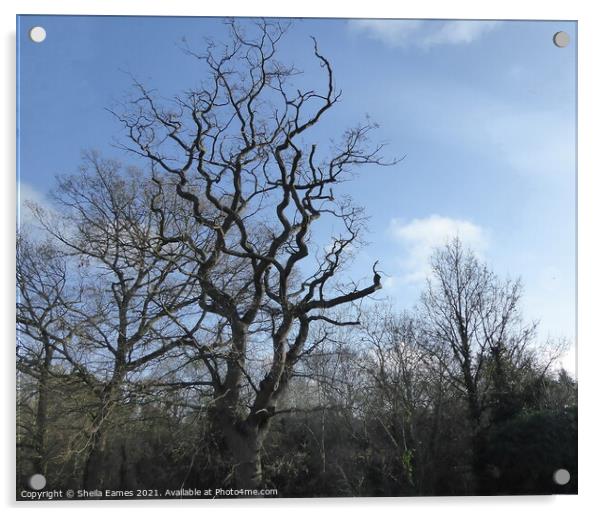 The Twisted Oak Tree in Winter Acrylic by Sheila Eames