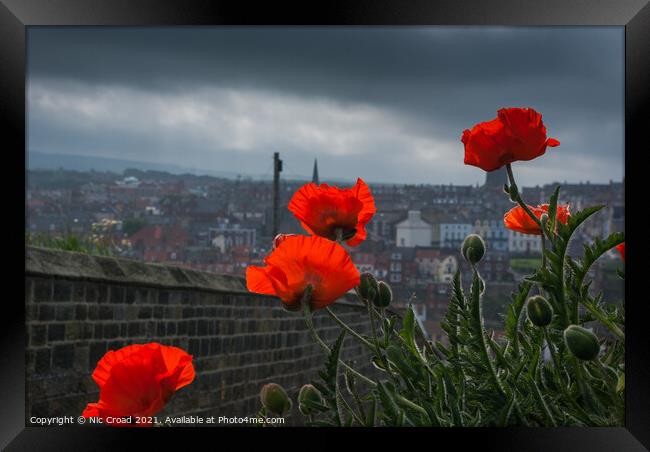 Poppies in Whitby Framed Print by Nic Croad