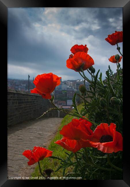 Poppies in Whitby Framed Print by Nic Croad