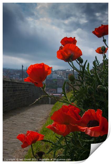 Poppies in Whitby Print by Nic Croad