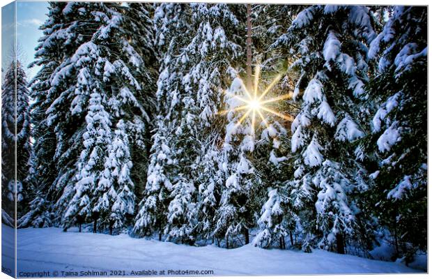 Sun Star Through Winter Forest Canvas Print by Taina Sohlman