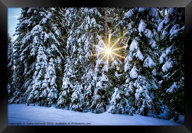 Sun Star Through Winter Forest Framed Print by Taina Sohlman
