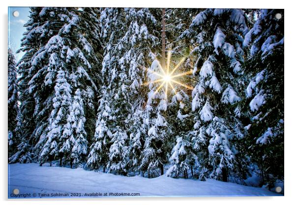 Sun Star Through Winter Forest Acrylic by Taina Sohlman