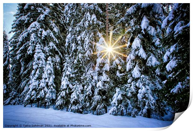Sun Star Through Winter Forest Print by Taina Sohlman