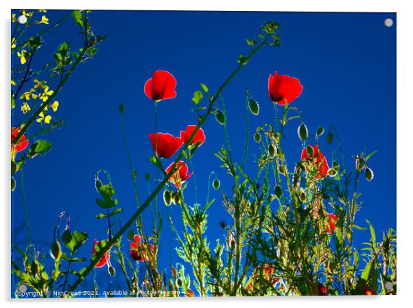 Poppies in spring. Kassandra. Halkidiki. Acrylic by Nic Croad