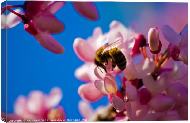 A bee on pink almond blossom Canvas Print by Nic Croad