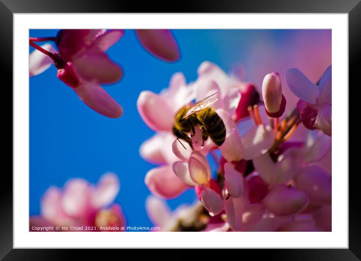 A bee on pink almond blossom Framed Mounted Print by Nic Croad