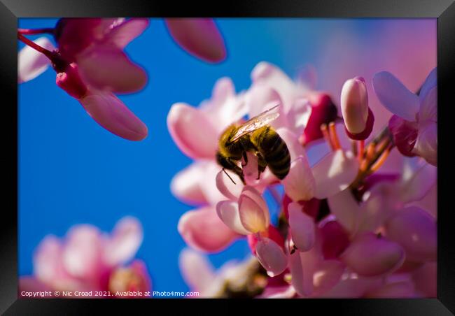 A bee on pink almond blossom Framed Print by Nic Croad