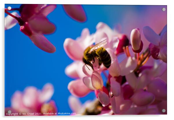 A bee on pink almond blossom Acrylic by Nic Croad