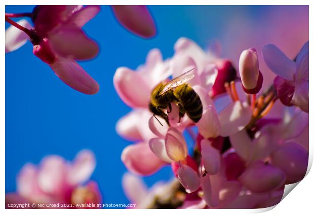 A bee on pink almond blossom Print by Nic Croad