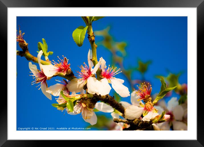 Almond Blossom Framed Mounted Print by Nic Croad