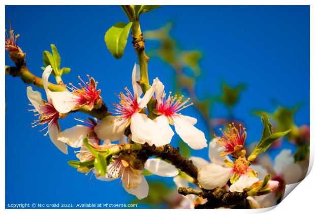 Almond Blossom Print by Nic Croad